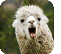 LLama